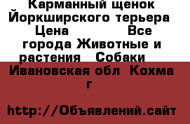 Карманный щенок Йоркширского терьера › Цена ­ 30 000 - Все города Животные и растения » Собаки   . Ивановская обл.,Кохма г.